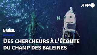 Au Brésil des chercheurs écoutent le chant des baleines  AFP [upl. by Turpin]