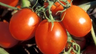 Psoriasis Eczema Tomato History No Tomatoes Cure 12 [upl. by Euqinom79]