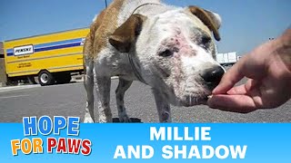 Dog rescue Millie and Shadow  please subscribe By Eldad Hagar senior [upl. by Peri108]