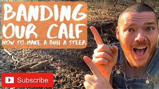 How to Band a Bull Calf  Make a Steer on your Homestead  Prepping [upl. by Mahmud]