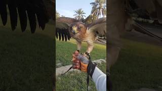 Booted Eagle Call shortvideo Shorts [upl. by Tada]