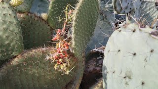 Unusual Opuntia O robusta leucotricha and leptocaulis in Gran Canaria [upl. by Arvell]