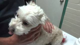 Diarrhea in a Dog From Home to the Vet Hospital and Back [upl. by Tandi904]