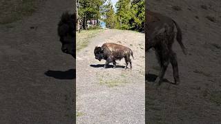 Walking with Giants Bison 🦬 Encounters in Yellowstone’s Wilderness [upl. by Goldstein]