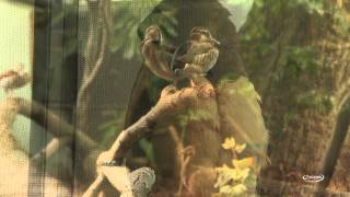 eScapes TV  Toledo Zoo Aviary relaxation video  featuring Joe McBrides quotMidnight in Madridquot [upl. by Ariamat]