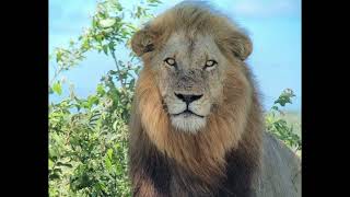 Plains Camp male Lions trailing Tsalala lioness shes moving away  30 December 2023 [upl. by Hacker]