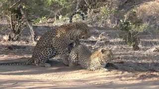 Leopards Mating at Mala Mala [upl. by Nodlehs]