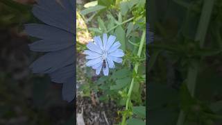 Chicory Flower [upl. by Haskell]