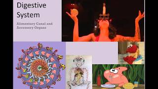 Digestive System Mecahnical and chemical digestion Absorption full lecture [upl. by Ynitsed]