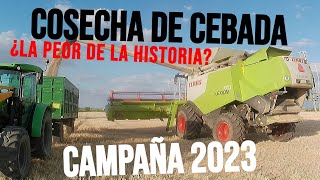 COSECHANDO CEBADA CAMPAÑA 2023 [upl. by Leila]