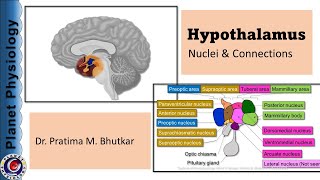 Hypothalamus Part 1  Physiological anatomy amp Connections [upl. by Enitsahc503]