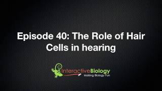 040 The Role of Hair Cells in Hearing [upl. by Dilisio674]