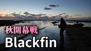 【42話】秋開幕戦〜ヒラスズキを追う〜 釣り ヒラスズキ blackfin [upl. by Aihsined]