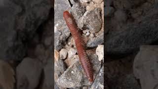 Long stemmed ants003 10 insects cuteanimal millipede cutemonkey cutepet giantmillipedes [upl. by Carlyle]