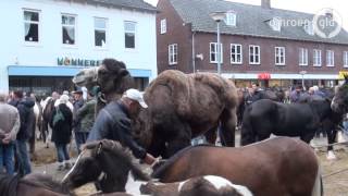 Kameel op de paardenmarkt in Elst [upl. by Yeltsew]