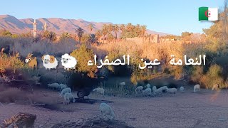 النعامة عين الصفراء غابة القصور مغامرات أميرال والمغني ain sefra la wilaya de Naâma [upl. by Hulbig]