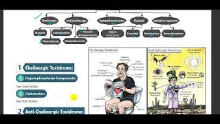 Anticholinergic Toxidrome [upl. by Arundell]