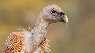 ✅ Aves carroñeras como hacer la mejor foto 📷 Curso fotografía de aves 810 [upl. by Stevena]