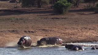 Hippos Fight For Territory [upl. by Hurlee]