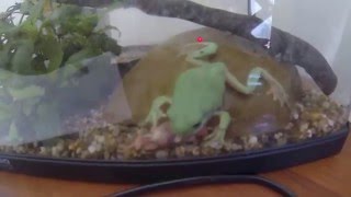 Green Tree Frog eats mouse [upl. by O'Connell844]