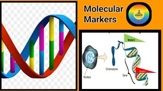 Ag biotechnology  20  Marker and their types rflp rapd aflp ssr snp agrigpb dnamarker [upl. by Charbonneau99]