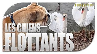 LES CHIENS FLOTTANTS [upl. by Nonaihr551]