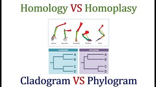 Homology VS Homoplasy amp Cladogram VS Phylogram [upl. by Fredericka]