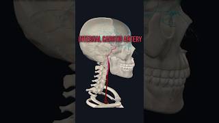 Internal Carotid Artery medshorts mbbsanatomy humananatomy humanbody medicom [upl. by Blandina610]