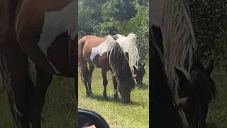 Assateague horse herd August 2024 [upl. by Clerk]