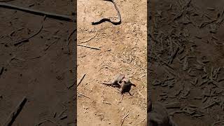 Snake and shrew chchunder fighting quotshrew snake fighting shorts villagelife [upl. by Rinna140]