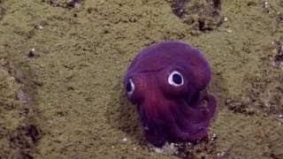 Googlyeyed Stubby Squid  Nautilus Live [upl. by Lertram421]