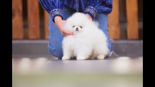 🐶💜 105000 hembra blanca con Pedigree Padre Campeon Coreano Madre Campeona Mex POMEX2201 8843 [upl. by Alaecim630]