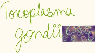 Toxoplasma gondii [upl. by Nittirb]