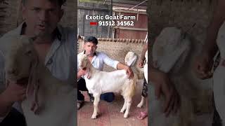 JP Goat Kids at Exotic Goat Farm Padgha [upl. by Shelia]