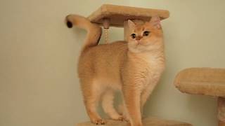 British shorthair golden color [upl. by Hiasi]