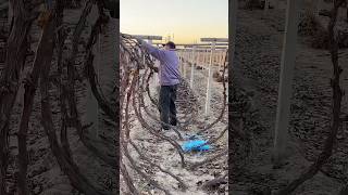 Burying grape vines for winter protection process [upl. by Akselaw]