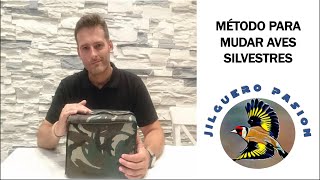 MÉTODOS PARA MUDAR AVES SILVESTRES 🐦 SÍGUEME EN MUNDO JILGUERO🚩 [upl. by Runstadler644]