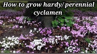 How to grow Hardyperennial cyclamen winter flowering cyclamen beautiful ground cover winter garden [upl. by Ogir]