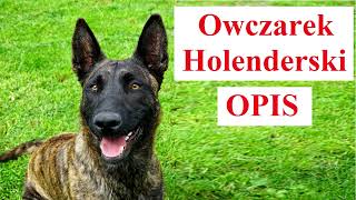 Owczarek Holenderski  OPIS [upl. by Ydnarb87]