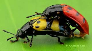 Leaf Beetles mating in the Amazon rainforest of Ecuador [upl. by Oiramel]