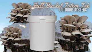 GROW TONS OF MUSHROOMS ON quotTOTEMquot LOGS EZ Bucket Totem Tek Explained [upl. by Hedwig]