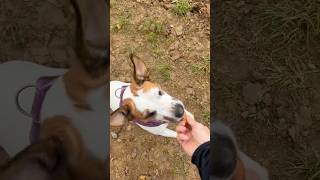 Landliebe👨‍🌾 dog doglover lifestyle nature naturelovers food funny comedy animals [upl. by Enahsal82]