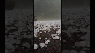 Hailstorms in CalgaryCanada hailstorm calgarylife canada canadalife thunderstorm [upl. by Asilak]