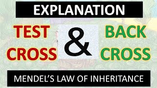 Back cross amp Test cross Concept Animation  What is test cross amp back cross ABT Gurukul Biology [upl. by Nitsruk]