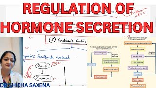 Feedback control neural control chronotrophic control of hormone secretion [upl. by Cirilla392]