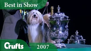 Tibetan Terrier wins Crufts Best In Show 2007  Crufts Classics [upl. by Staley]