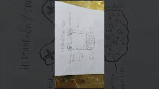 Diagram of herdmaniaseasquirt herdmaniaseasquirt diagramofherdmania easydiagramcephalochordata [upl. by Destinee]