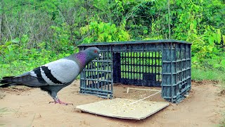 Quick bird trap design techniques using baskets [upl. by Moffat]