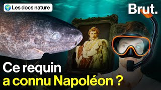 Quels sont les secrets de ce mystérieux requin qui résiste aux siècles [upl. by Wappes]