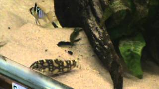 Burmese Border Loach Botia kubotai  angelicus for sale at Tyne Valley Aquatics [upl. by Hars397]